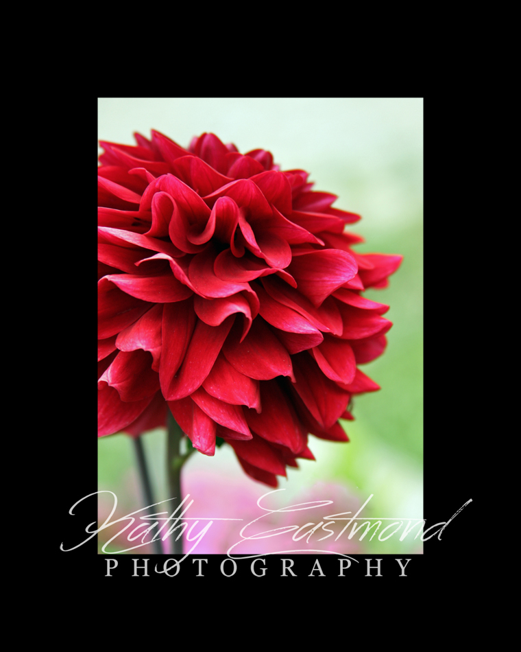 "Delightful Dahlia" 5x7 print mounted on a black 8x10 acid-free matte for $25 with free shipping within the U.S.  (Kathy Eastmond's signature will replace the copyright  logo )