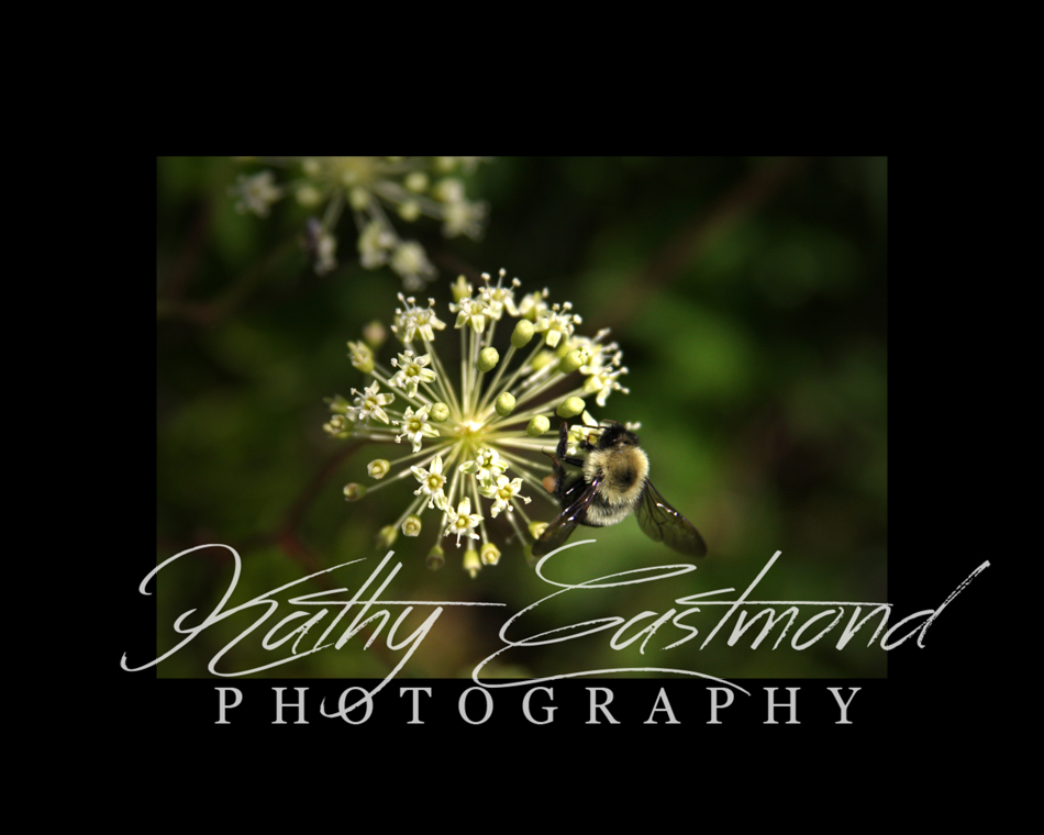 "Bee" 5x7 print mounted on a black 8x10 acid-free matte for $25 with free shipping within the U.S.  (Kathy Eastmond's signature will replace the copyright  logo )