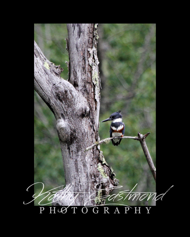"Kingfisher" 5x7 print mounted on a black 8x10 acid-free matte for $25 with free shipping within the U.S.  (Kathy Eastmond's signature will replace the copyright  logo )