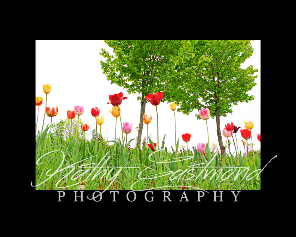 "Springtime" 5x7 print mounted on a black 8x10 acid-free matte for $25 with free shipping within the U.S.  (Kathy Eastmond's signature will replace the copyright  logo )