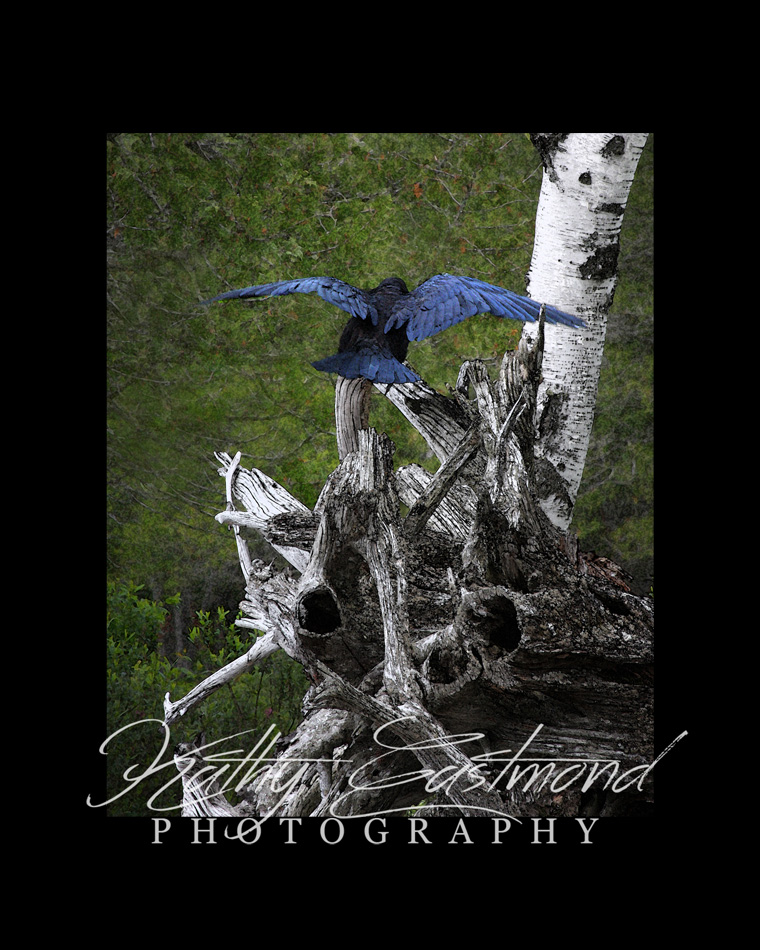 "Raven"  5x7 print mounted on a black 8x10 acid-free matte for $25 with free shipping within the U.S.  (Kathy Eastmond's signature will replace the copyright  logo )