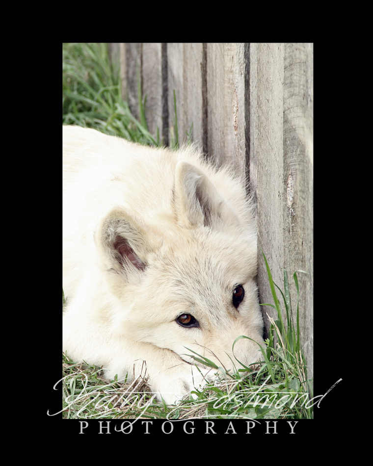 "Artic Wolf" 5x7 print mounted on a black 8x10 acid-free matte for $25 with free shipping within the U.S.  (Kathy Eastmond's signature will replace the copyright  logo )