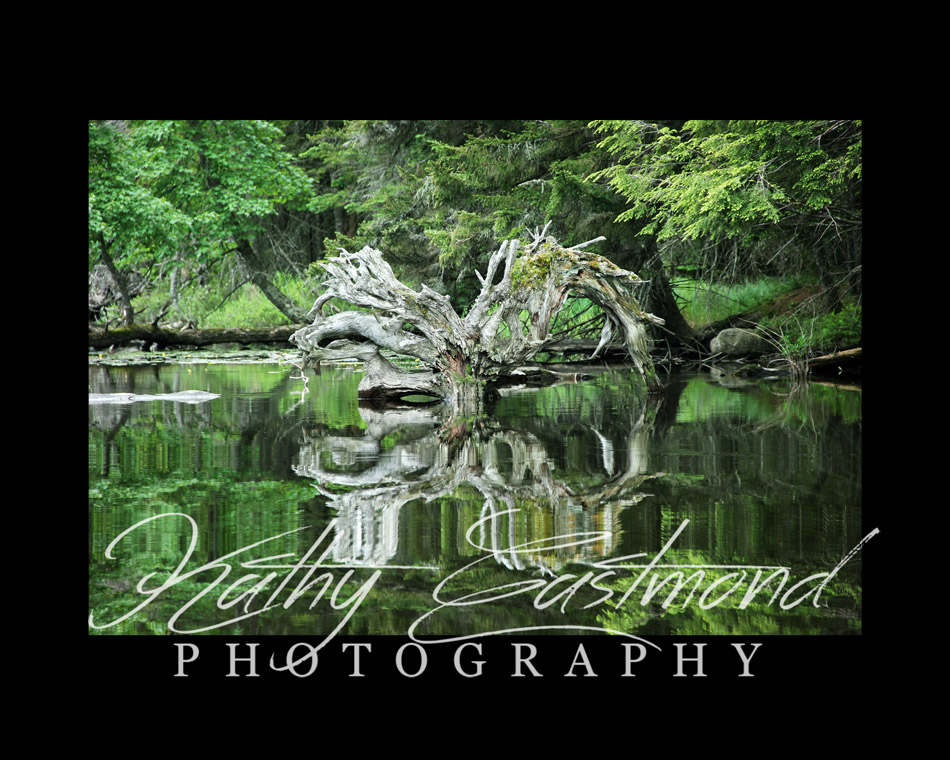 "Angel Wings" 5x7 print mounted on a black 8x10 acid-free matte for $25 with free shipping within the U.S.  (Kathy Eastmond's signature will replace the copyright  logo )