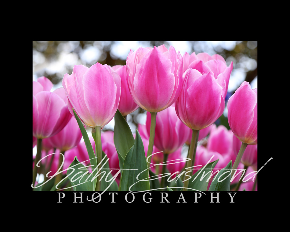 "Tulips" 5x7 print mounted on a black 8x10 acid-free matte for $25 with free shipping within the U.S.  (Kathy Eastmond's signature will replace the copyright  logo )