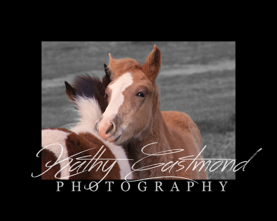 "Colts" 5x7 print mounted on a black 8x10 acid-free matte for $25 with free shipping within the U.S.  (Kathy Eastmond's signature will replace the copyright  logo )