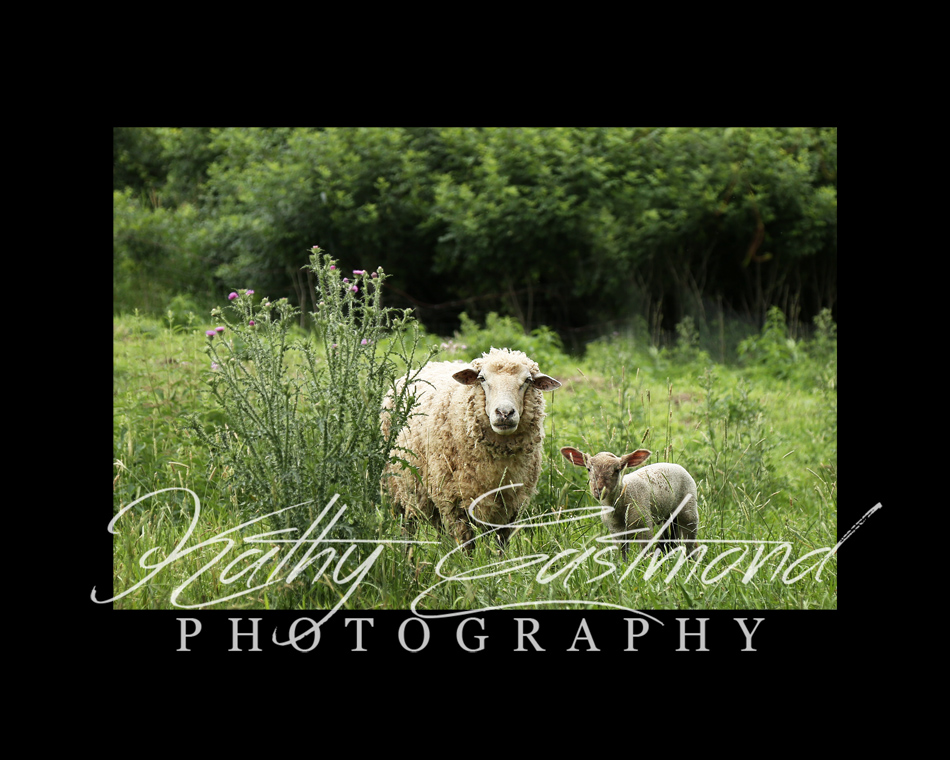 "Lizzy And Her Lamb" 5x7 print mounted on a black 8x10 acid-free matte for $25 with free shipping within the U.S.  (Kathy Eastmond's signature will replace the copyright logo)