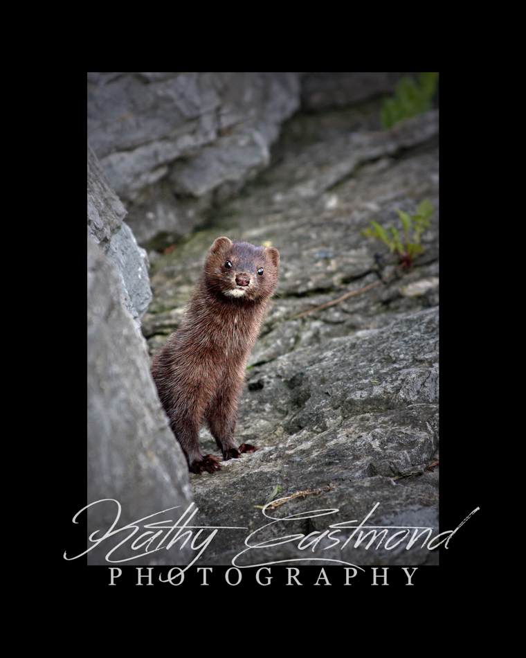 "Mink" 5x7 print mounted on a black 8x10 acid-free matte for $25 with free shipping within the U.S.  (Kathy Eastmond's signature will replace the copyright  logo )