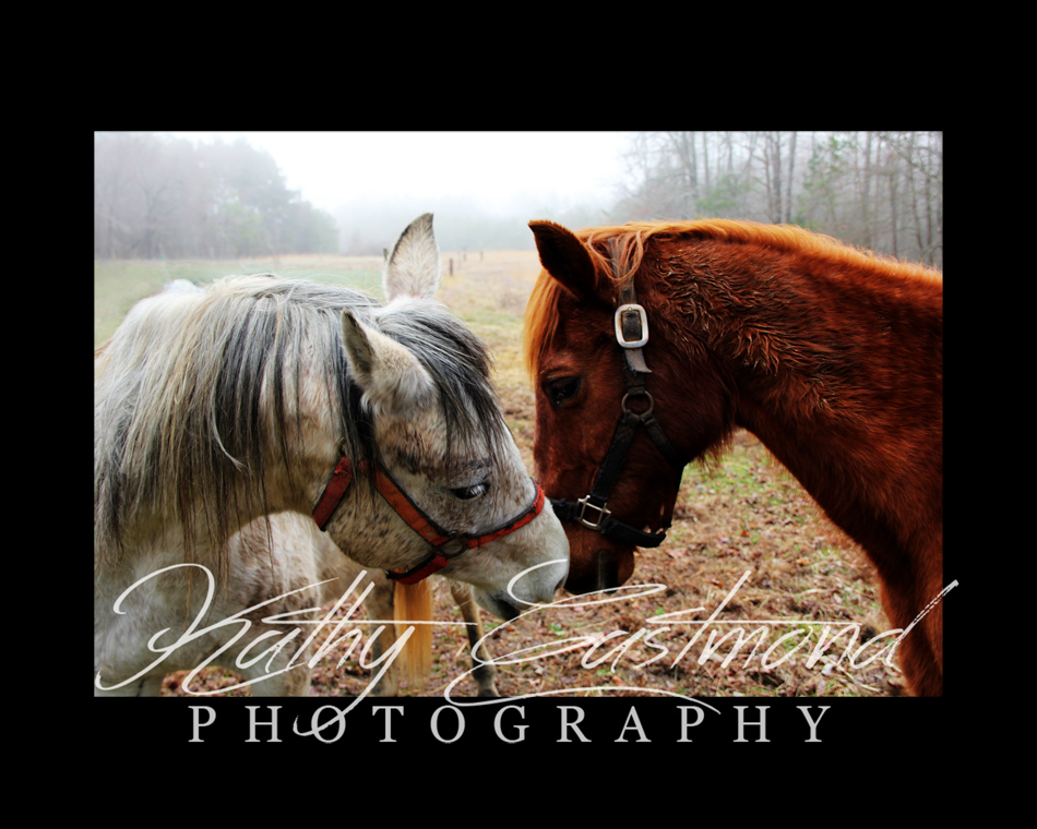 "Horse Talk" 5x7 print mounted on a black 8x10 acid-free matte for $25 with free shipping within the U.S.  (Kathy Eastmond's signature will replace the copyright  logo )