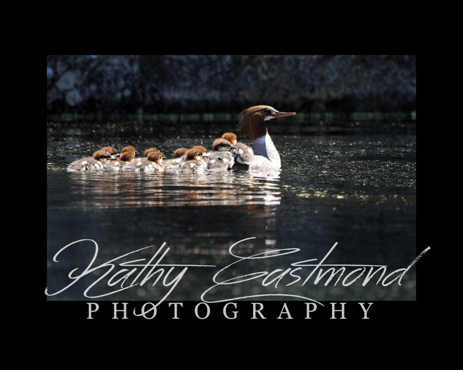 "Morganza Ducks" 5x7 print mounted on a black 8x10 acid-free matte for $25 with free shipping within the U.S.  (Kathy Eastmond's signature will replace the copyright  logo )