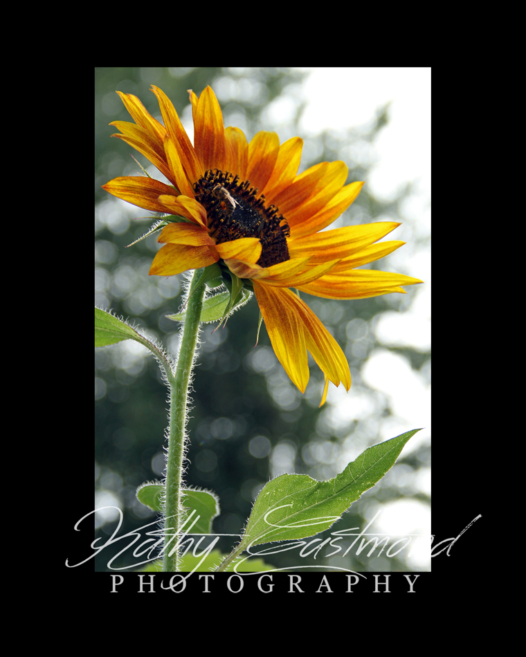 "Sunflower with Bee" 5x7 print mounted on a black 8x10 acid-free matte for $25 with free shipping within the U.S.  (Kathy Eastmond's signature will replace the copyright  logo )