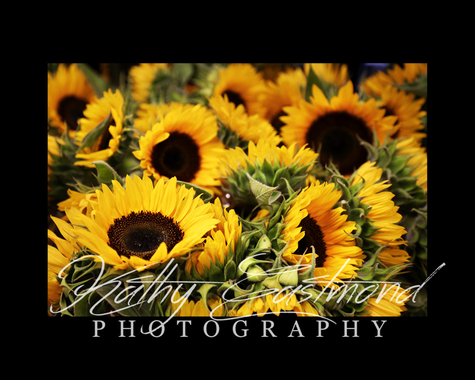 "Sweet Sunflowers" 5x7 print mounted on a black 8x10 acid-free matte for $25 with free shipping within the U.S.  (Kathy Eastmond's signature will replace the copyright logo)