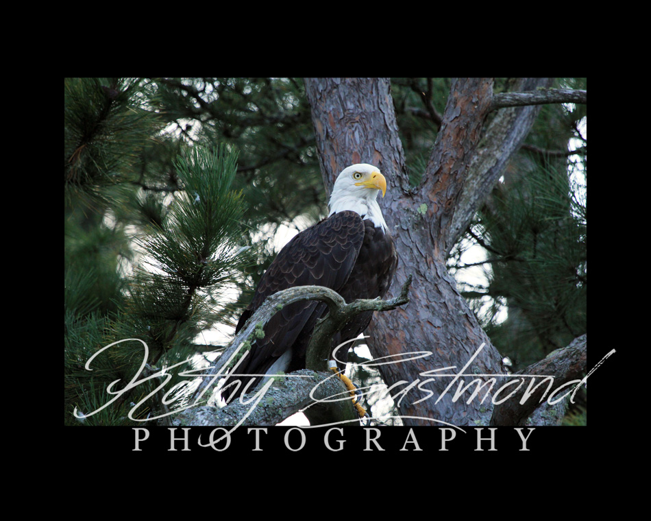 "Saranac Lake Eagle" 5x7 print mounted on a black 8x10 acid-free matte for $25 with free shipping within the U.S.  (Kathy Eastmond's signature will replace the copyright  logo )