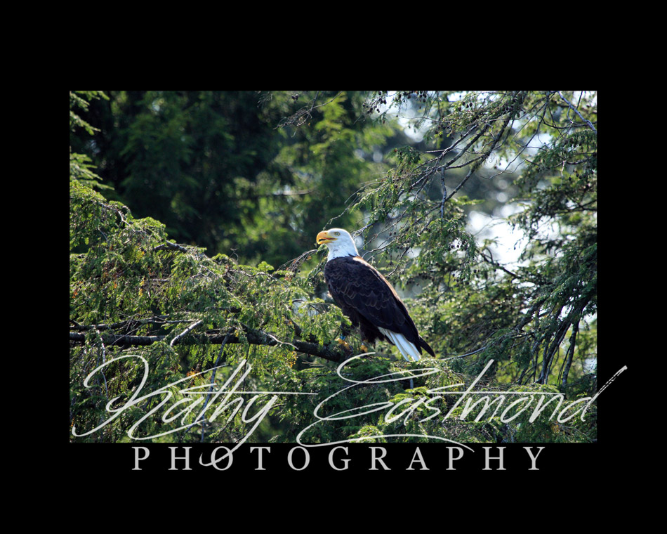 "Saranac Eagle" 5x7 print mounted on a black 8x10 acid-free matte for $25 with free shipping within the U.S.  (Kathy Eastmond's signature will replace the copyright  logo )