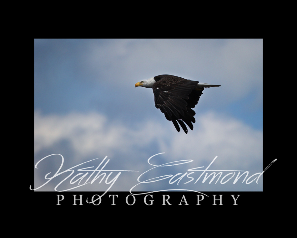 "Soaring Eagle" 5x7 print mounted on a black 8x10 acid-free matte for $25 with free shipping within the U.S.  (Kathy Eastmond's signature will replace the copyright logo)