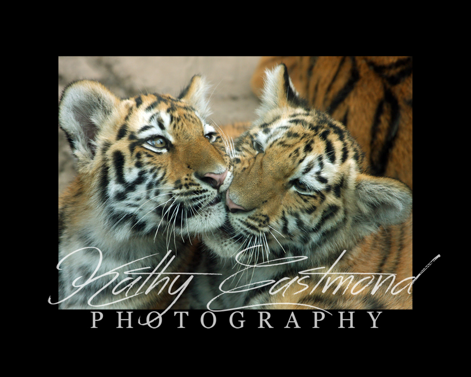 "Tiger Cubs" 5x7 print mounted on a black 8x10 acid-free matte for $25 with free shipping within the U.S.  (Kathy Eastmond's signature will replace the copyright  logo )