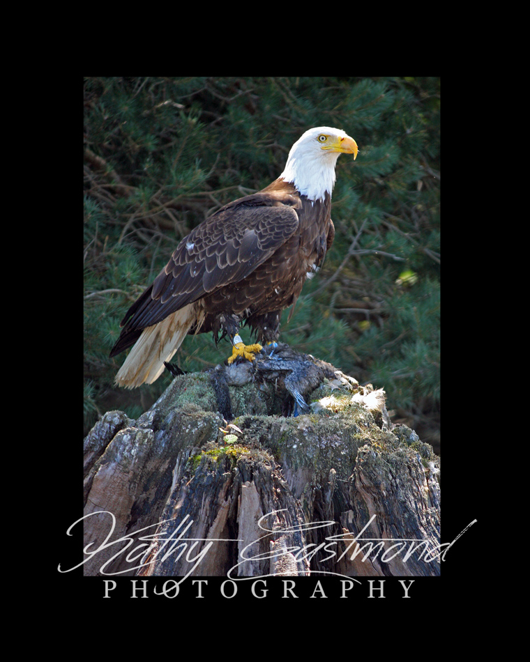"Eagle at Carey Falls" 5x7 print mounted on a black 8x10 acid-free matte for $25 with free shipping within the U.S.  (Kathy Eastmond's signature will replace the copyright  logo )