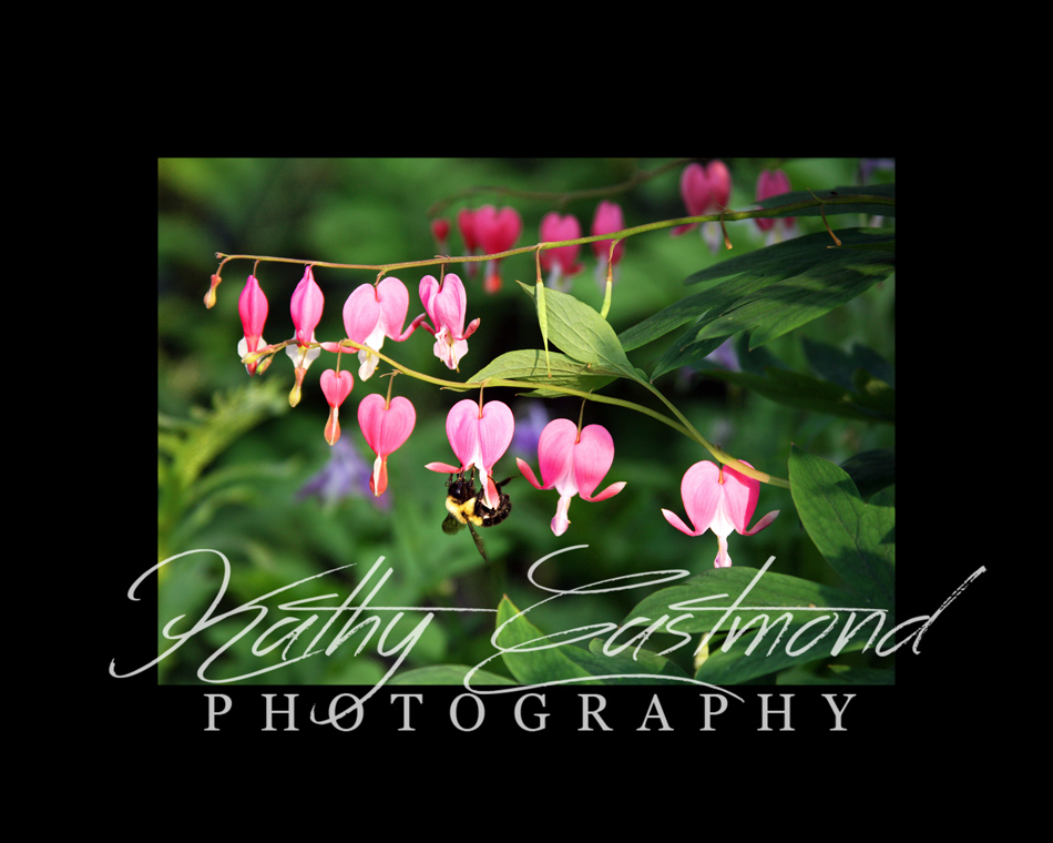 "Bleeding Hearts" 5x7 print mounted on a black 8x10 acid-free matte for $25 with free shipping within the U.S.  (Kathy Eastmond's signature will replace the copyright  logo )