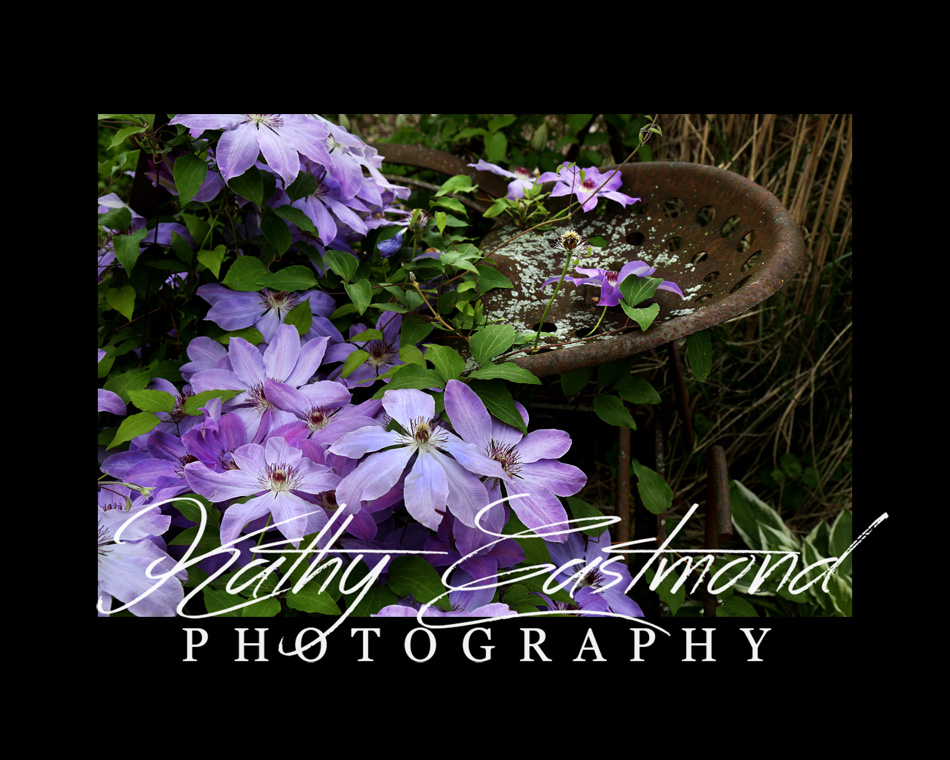 "Purple Clematis" 5x7 print mounted on a black 8x10 acid-free matte for $25 with free shipping within the U.S.  (Kathy Eastmond's signature will replace the copyright logo)