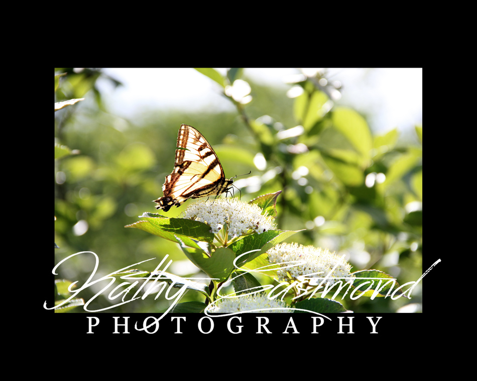 "Butterfly on Saranac Lake" 5x7 print mounted on a black 8x10 acid-free matte for $25 with free shipping within the U.S.  (Kathy Eastmond's signature will replace the copyright logo)