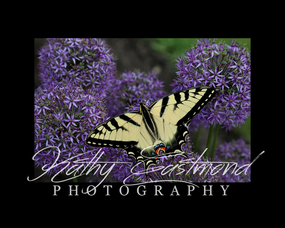 "Purple Sensation Allium" 5x7 print mounted on a black 8x10 acid-free matte for $25 with free shipping within the U.S.  (Kathy Eastmond's signature will replace the copyright logo)