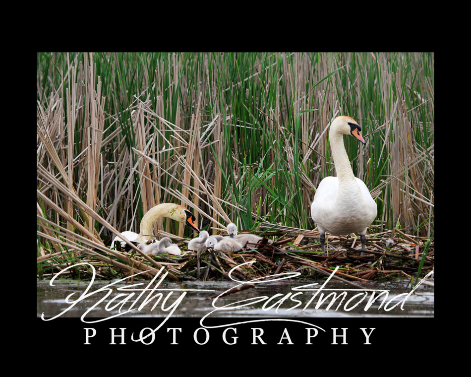 "Swan Family" 5x7 print mounted on a black 8x10 acid-free matte for $25 with free shipping within the U.S.  (Kathy Eastmond's signature will replace the copyright logo)