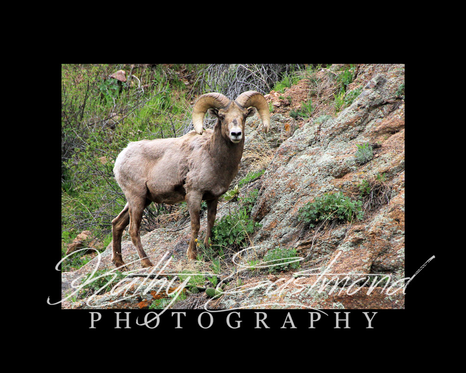 "Bighorn Sheep" 5x7 print mounted on a black 8x10 acid-free matte for $25 with free shipping within the U.S.  (Kathy Eastmond's signature will replace the copyright  logo )