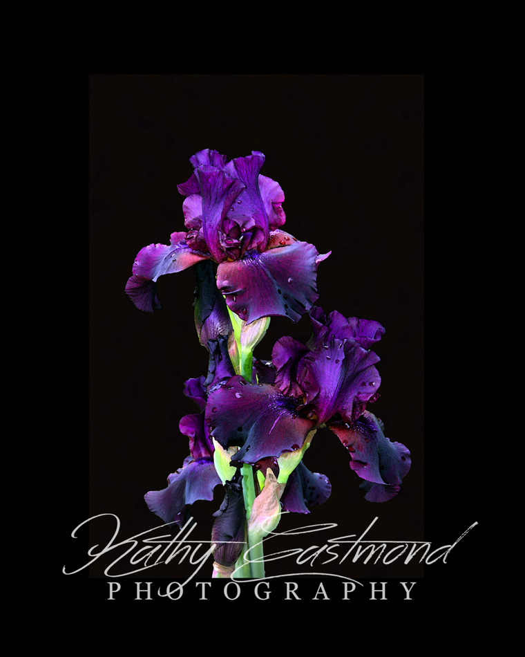 "Iris" 5x7 print mounted on a black 8x10 acid-free matte for $25 with free shipping within the U.S.  (Kathy Eastmond's signature will replace the copyright  logo )