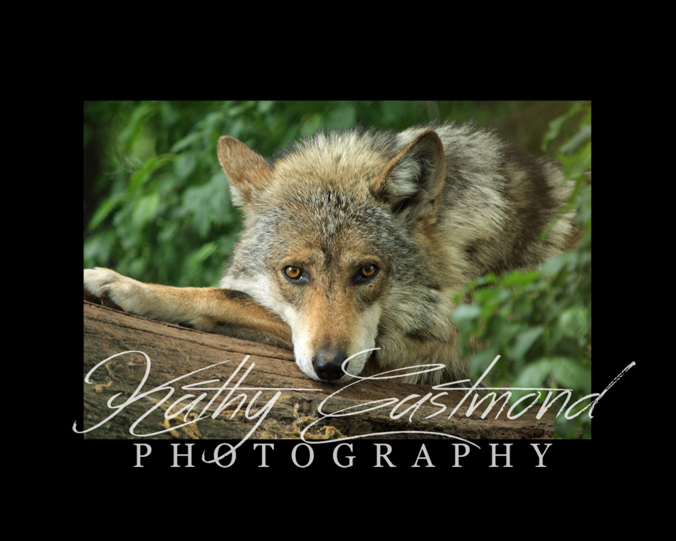 "Mexican Wolf" 5x7 print mounted on a black 8x10 acid-free matte for $25 with free shipping within the U.S.  (Kathy Eastmond's signature will replace the copyright  logo )