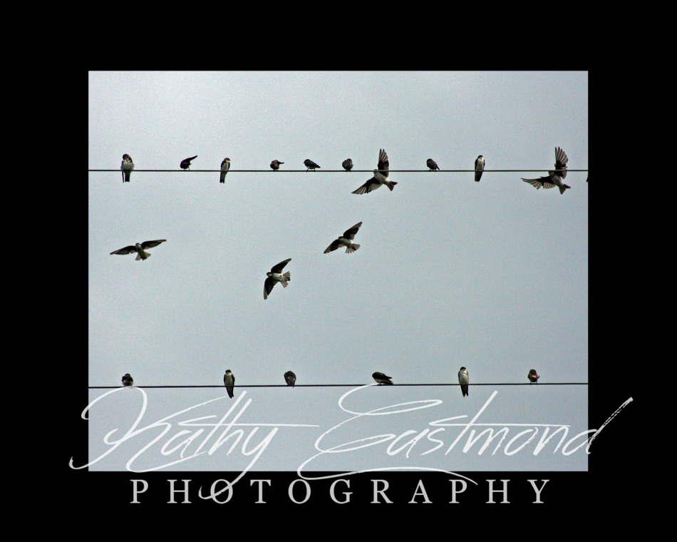 "Birds on a Wire" 5x7 print mounted on a black 8x10 acid-free matte for $25 with free shipping within the U.S.  (Kathy Eastmond's signature will replace the copyright  logo )