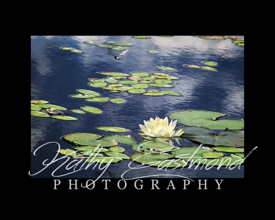 "Waterlily & Dragonfly" 5x7 print mounted on a black 8x10 acid-free matte for $25 with free shipping within the U.S.  (Kathy Eastmond's signature will replace the copyright  logo )