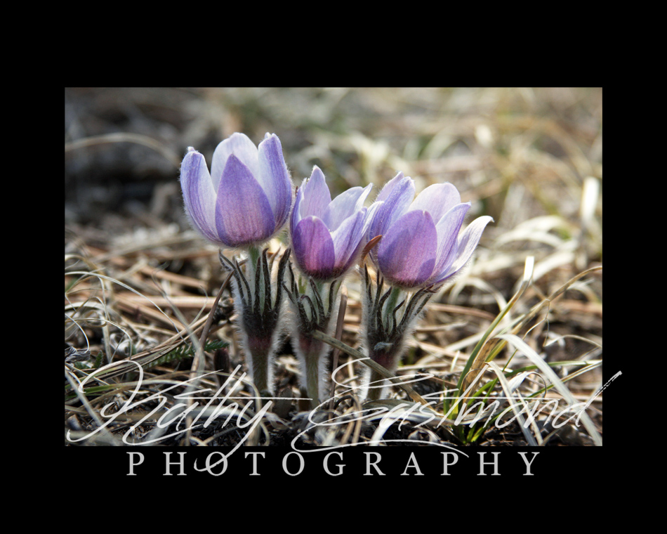 "Crocus" 5x7 print mounted on a black 8x10 acid-free matte for $25 with free shipping within the U.S.  (Kathy Eastmond's signature will replace the copyright  logo )