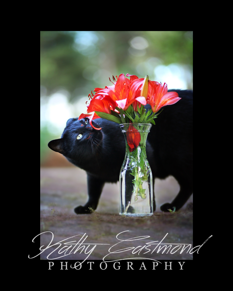 "Kitty & Tiger Lilies" 5x7 print mounted on a black 8x10 acid-free matte for $25 with free shipping within the U.S.  (Kathy Eastmond's signature will replace the copyright  logo )