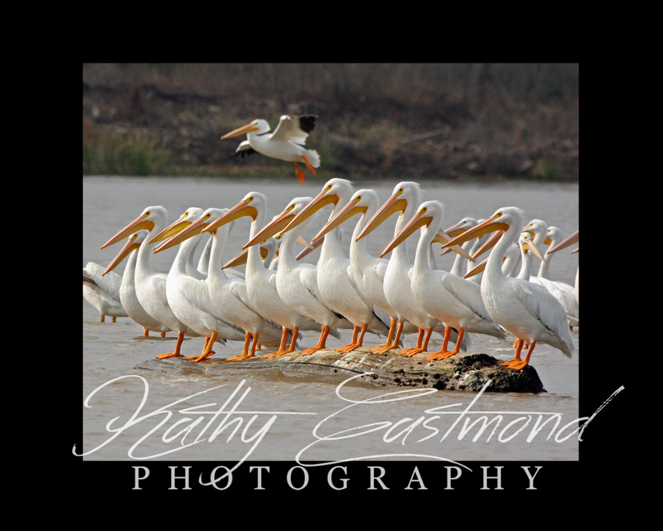 "Pelicans" 5x7 print mounted on a black 8x10 acid-free matte for $25 with free shipping within the U.S.  (Kathy Eastmond's signature will replace the copyright  logo )