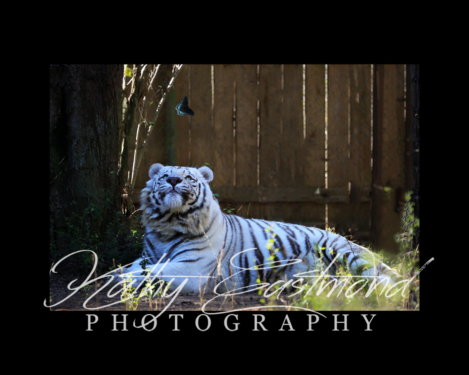 "White Tiger" 5x7 print mounted on a black 8x10 acid-free matte for $25 with free shipping within the U.S.  (Kathy Eastmond's signature will replace the copyright logo)
