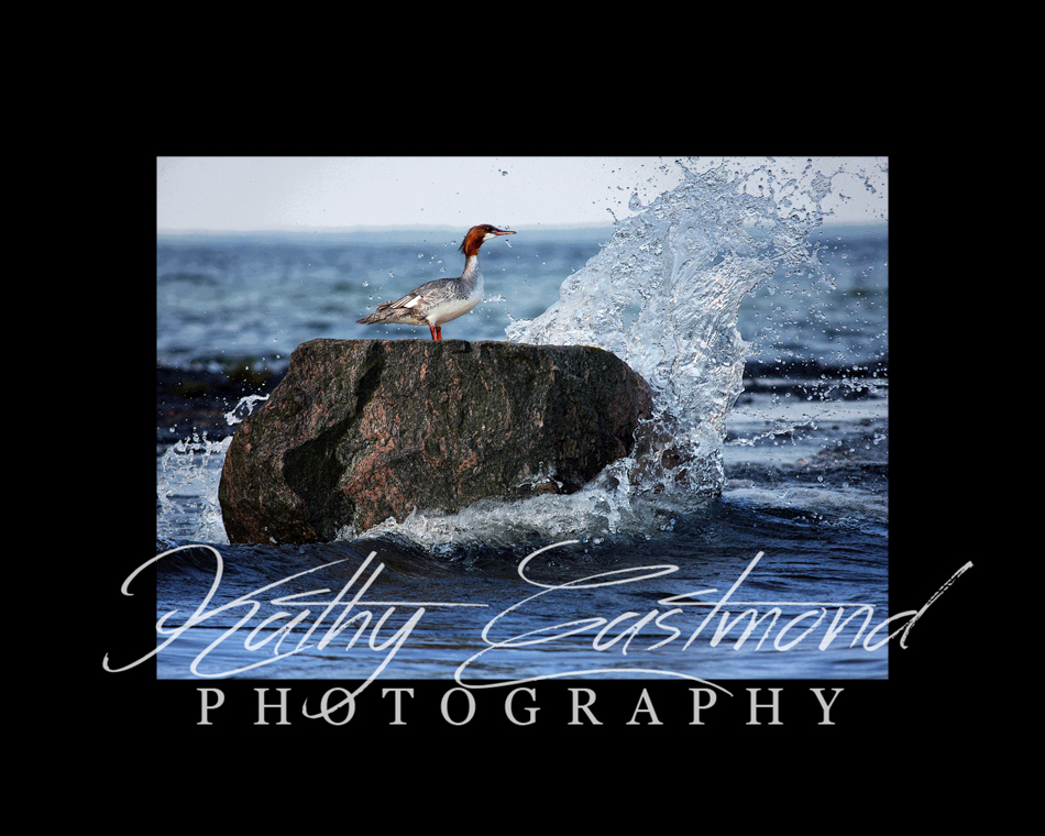 "Having Done All Stand"  5x7 print mounted on a black 8x10 acid-free matte for $25 with free shipping within the U.S.  (Kathy Eastmond's signature will replace the copyright  logo )