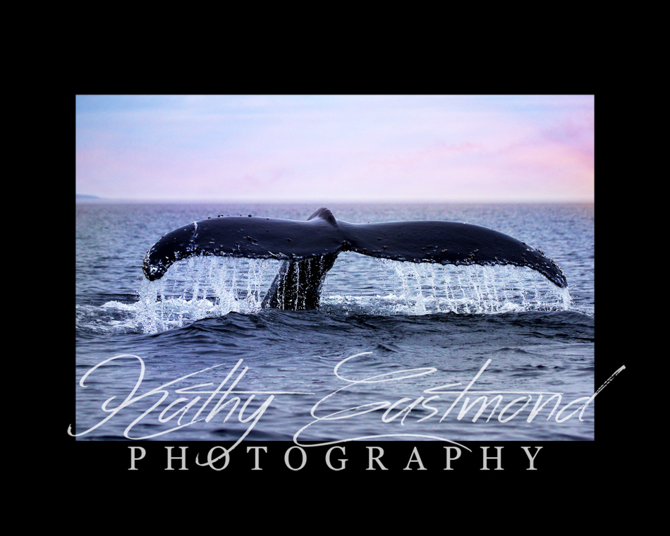 "Humpback" 5x7 print mounted on a black 8x10 acid-free matte for $25 with free shipping within the U.S.  (Kathy Eastmond's signature will replace the copyright  logo )