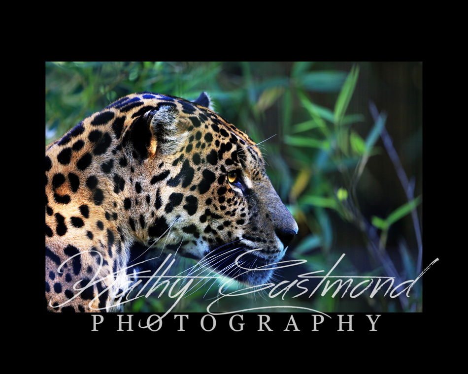 "Jaguar" 5x7 print mounted on a black 8x10 acid-free matte for $25 with free shipping within the U.S.  (Kathy Eastmond's signature will replace the copyright  logo )
