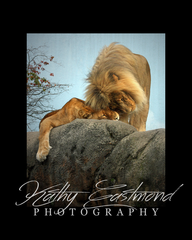 "Affectionate Lions" 5x7 print mounted on a black 8x10 acid-free matte for $25 with free shipping within the U.S.  (Kathy Eastmond's signature will replace the copyright  logo )