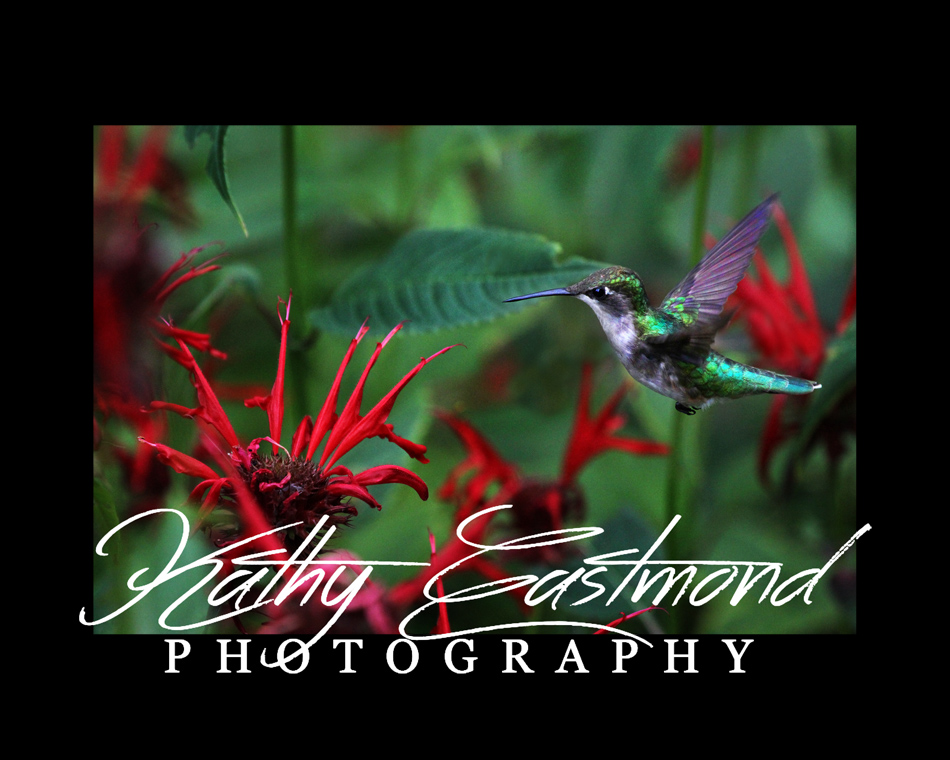 "Hummingbird" 5x7 print mounted on a black 8x10 acid-free matte for $25 with free shipping within the U.S.  (Kathy Eastmond's signature will replace the copyright  logo )
