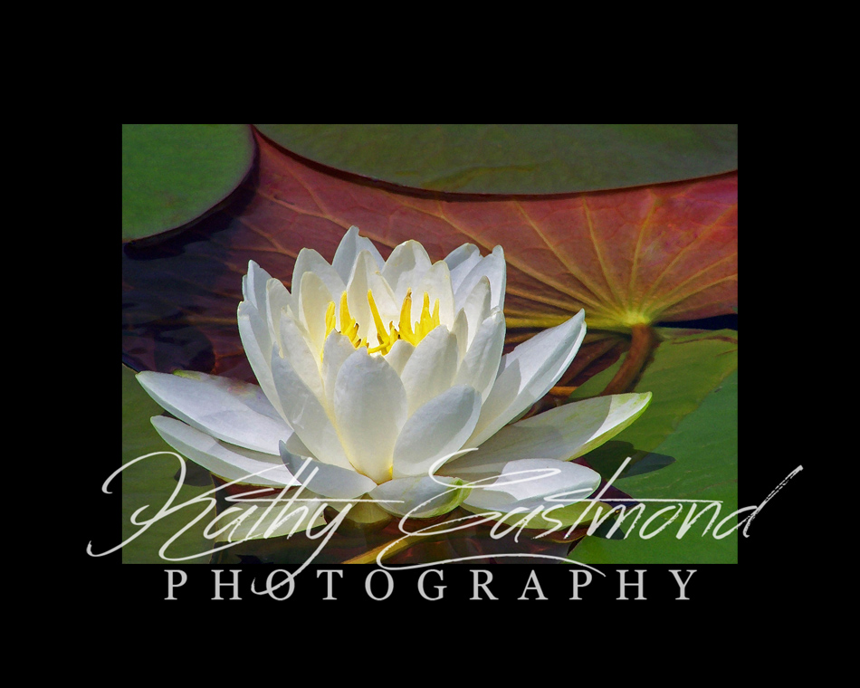 "Waterlily" 5x7 print mounted on a black 8x10 acid-free matte for $25 with free shipping within the U.S.  (Kathy Eastmond's signature will replace the copyright  logo )